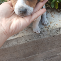 Vendita Jack russell