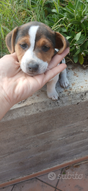 Vendita Jack russell