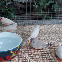 Coppie diamantini mandarino guancia chiara