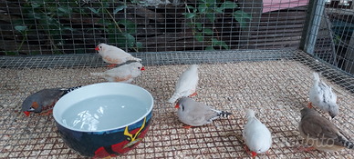 Coppie diamantini mandarino guancia chiara