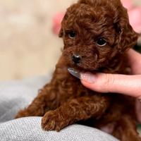 Coppia maschio e femmina di veri Red Brown 3 mesi