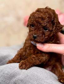 Coppia maschio e femmina di veri Red Brown 3 mesi
