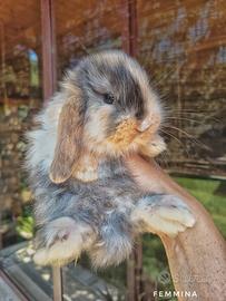 Conigli minilop cuccioli