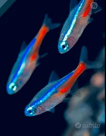 Pesce neon - promozione