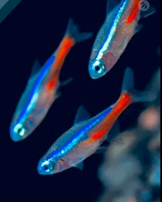 Pesce neon - promozione