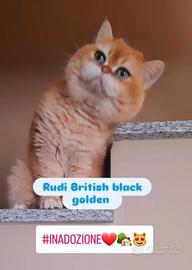 British black golden in adozione