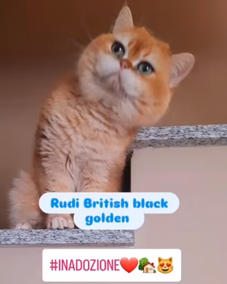 British black golden in adozione
