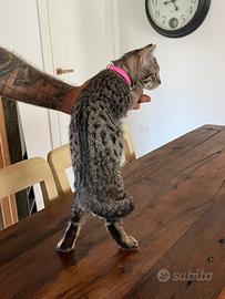 Cucciola Bengala Silver spotted