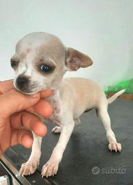 Cucciola Chihuahua toy