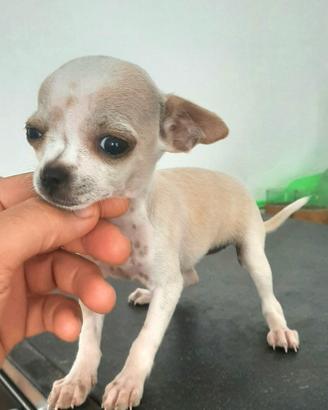 Cucciola Chihuahua toy