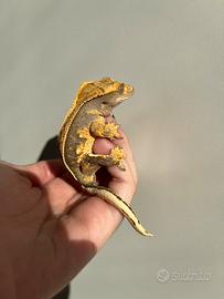 Geco Ciliatus