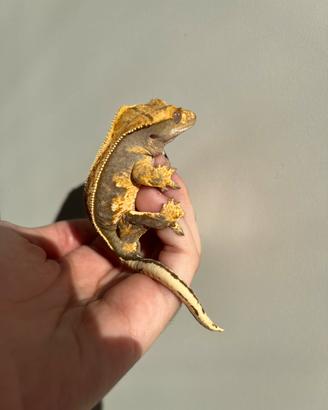 Geco Ciliatus
