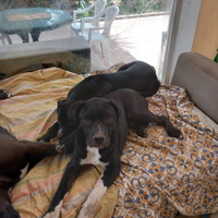 Cuccioli di pitbull di 5 mesi