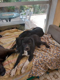 Cuccioli di pitbull di 5 mesi