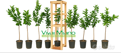 Mix di 10 Piante di Agrumi a scelta 🌱