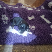 Cuccioli border collie