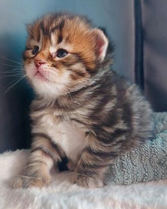 Cuccioli di gatto Siberiano Certificati