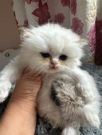 Cuccioli scottish fold e straight