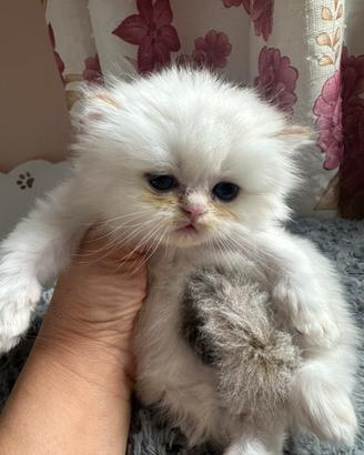 Cuccioli scottish fold e straight