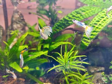 Guppy