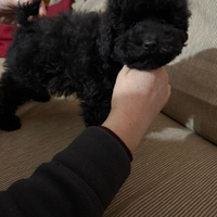 Cucciola di barboncino