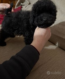 Cucciola di barboncino