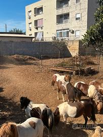 15 pony