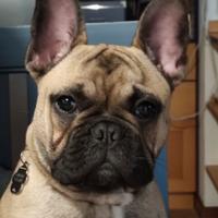 Bouledogue Bulldog Francese per monte