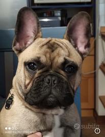 Bouledogue Bulldog Francese per monte