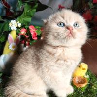 Scottish fold