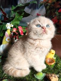 Scottish fold
