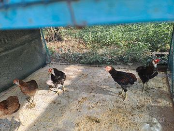 Coppia Araucana 2026