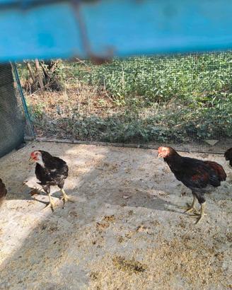 Coppia Araucana 2026
