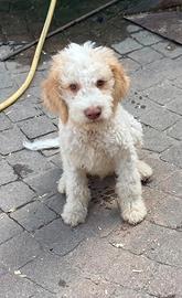 Lagotto Romagnolo Roi