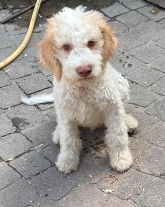 Lagotto Romagnolo Roi