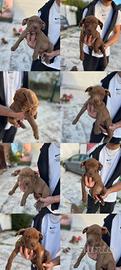 Cuccioli Pitbull