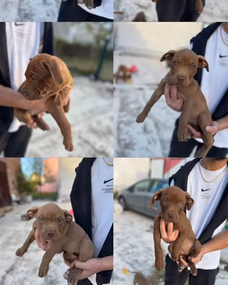 Cuccioli Pitbull