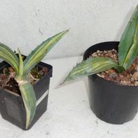 AGAVE AMERICANA STRIATA