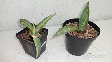 AGAVE AMERICANA STRIATA