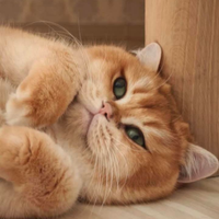British Shorthair monta/accoppiamento