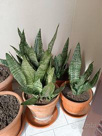 Sansevieria Lingua di suocera