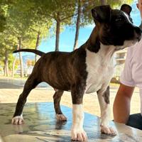 American staffordshire terrier