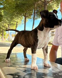 American staffordshire terrier