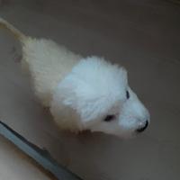 Cucciola pastore maremmano