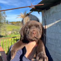 Cuccioli di labrador cioccolato