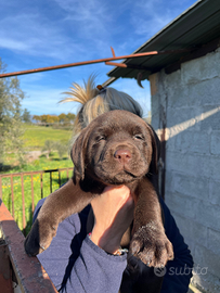 Cuccioli di labrador cioccolato