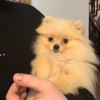 Pomerania femmina di 4 mesi, con pedigree