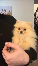 Pomerania femmina di 4 mesi, con pedigree
