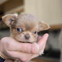 Cuccioli chihuahua toy femmine e maschi 2 mesi