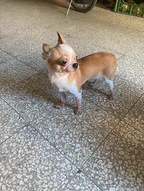 Chihuahua